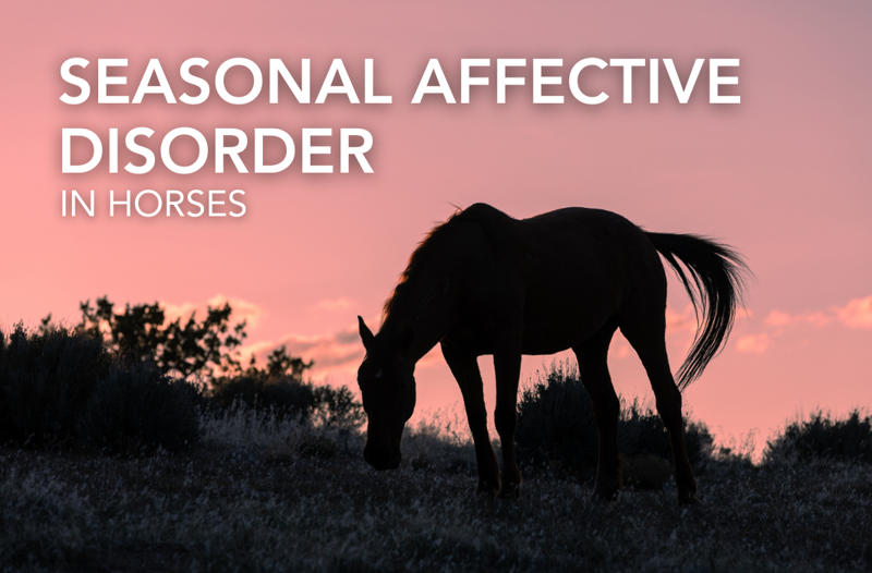 Seasonal Affective Disorder in Horses - Equine Science Matter™